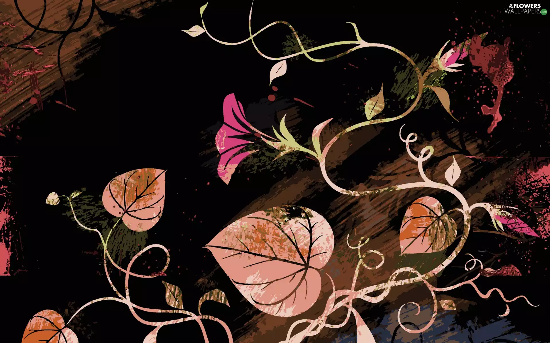 2D Graphics, Colourfull Flowers, bindweed, Leaf