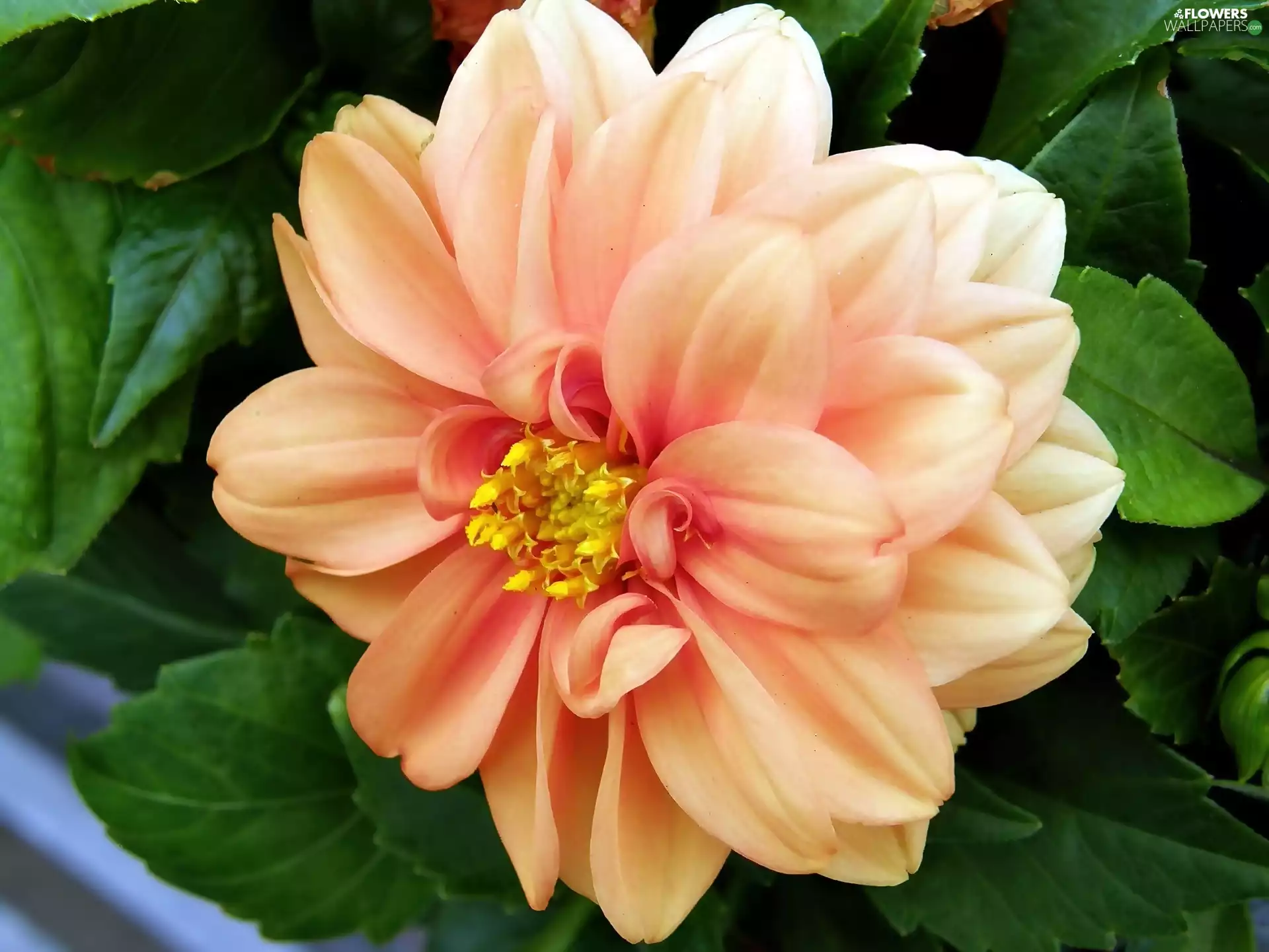 Leaf, Dalia, Colourfull Flowers