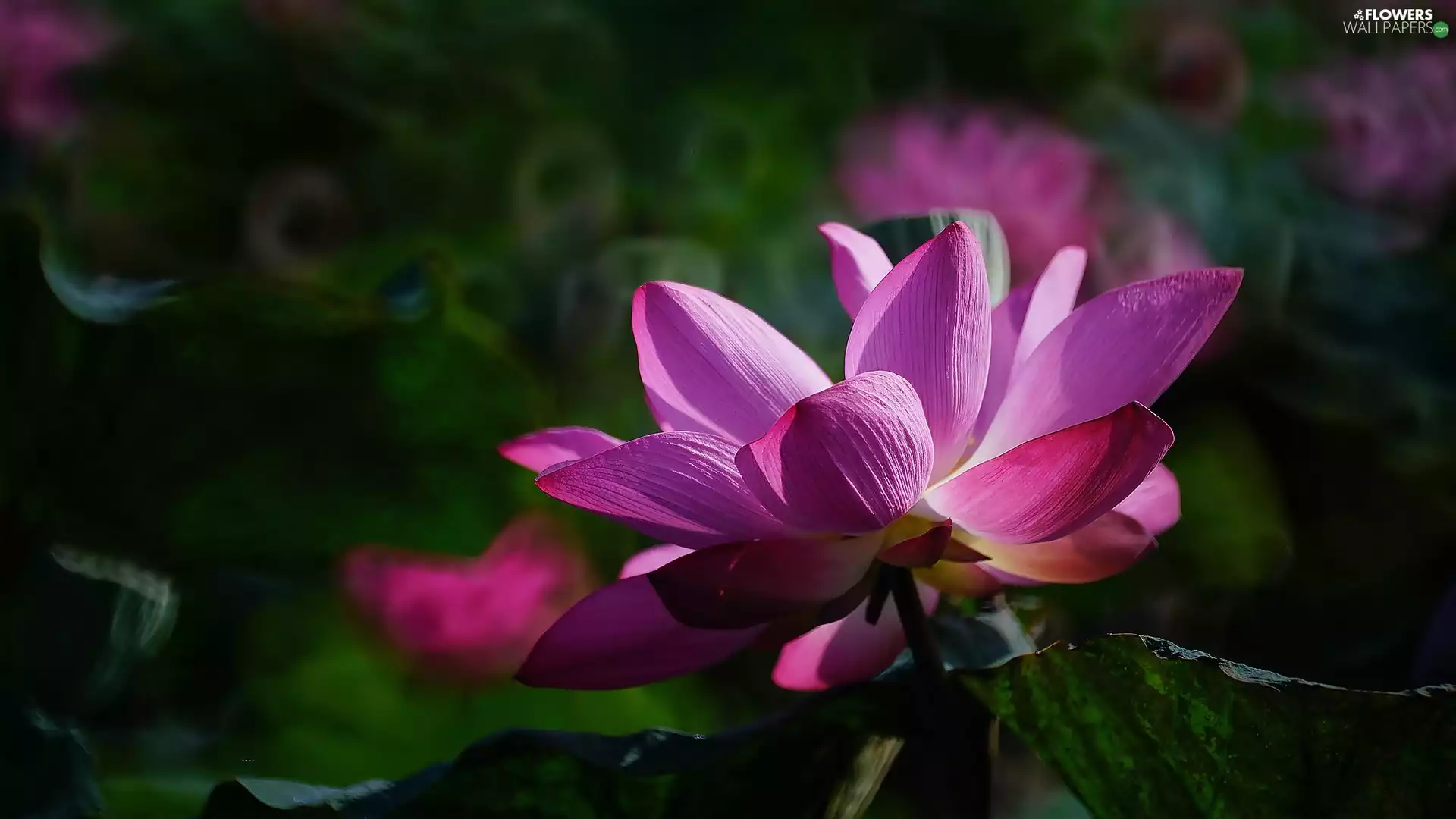 leaf, lotus, Colourfull Flowers