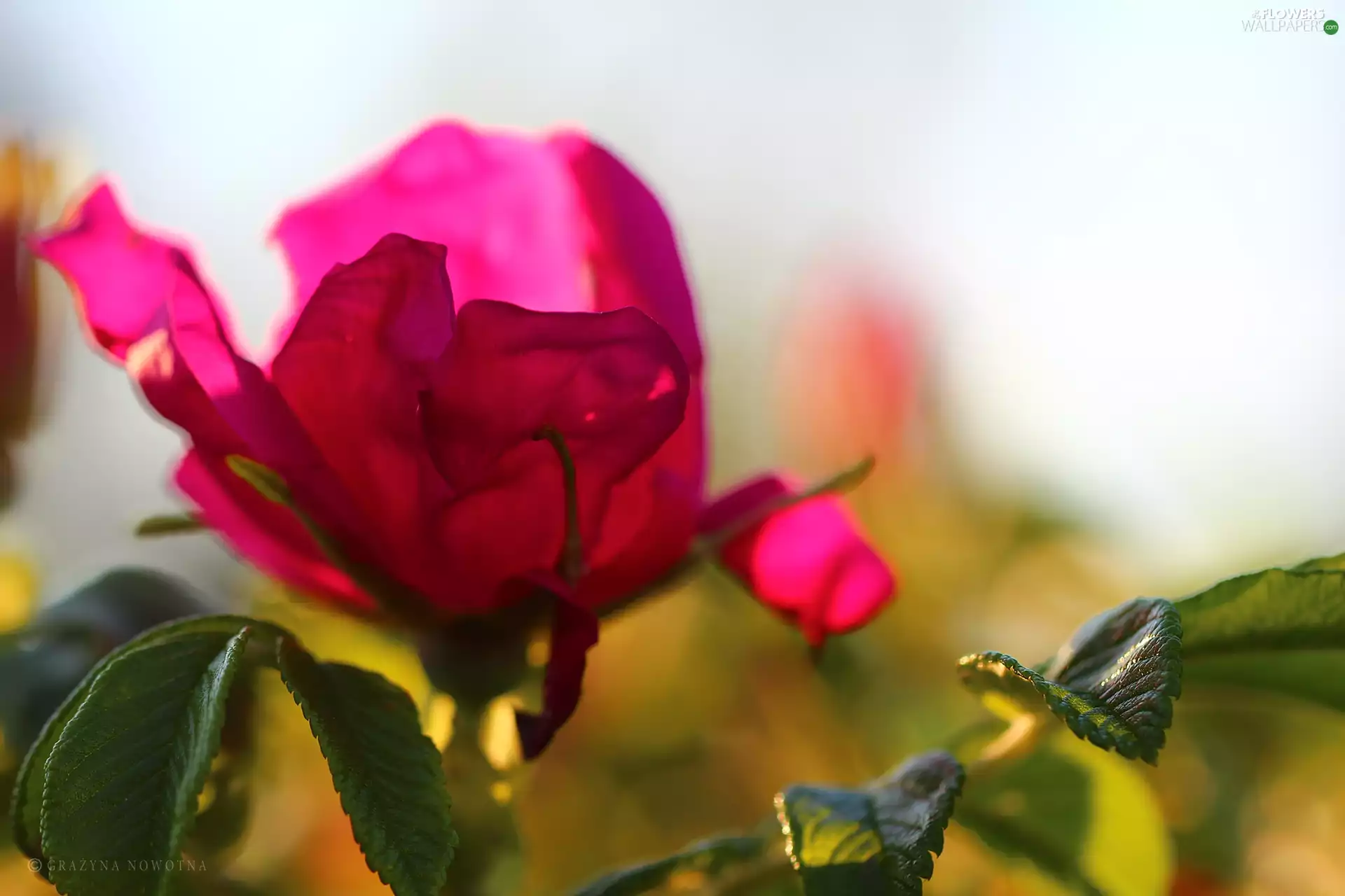 Leaf, rose, Colourfull Flowers