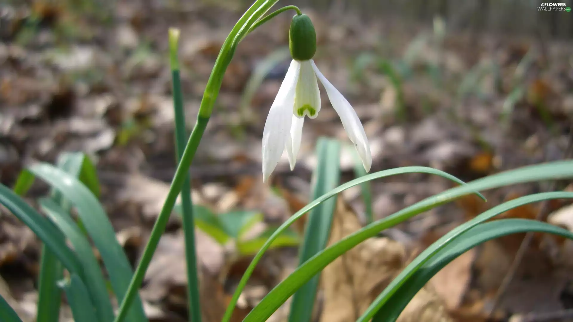 Leaf, snowdrops, Colourfull Flowers