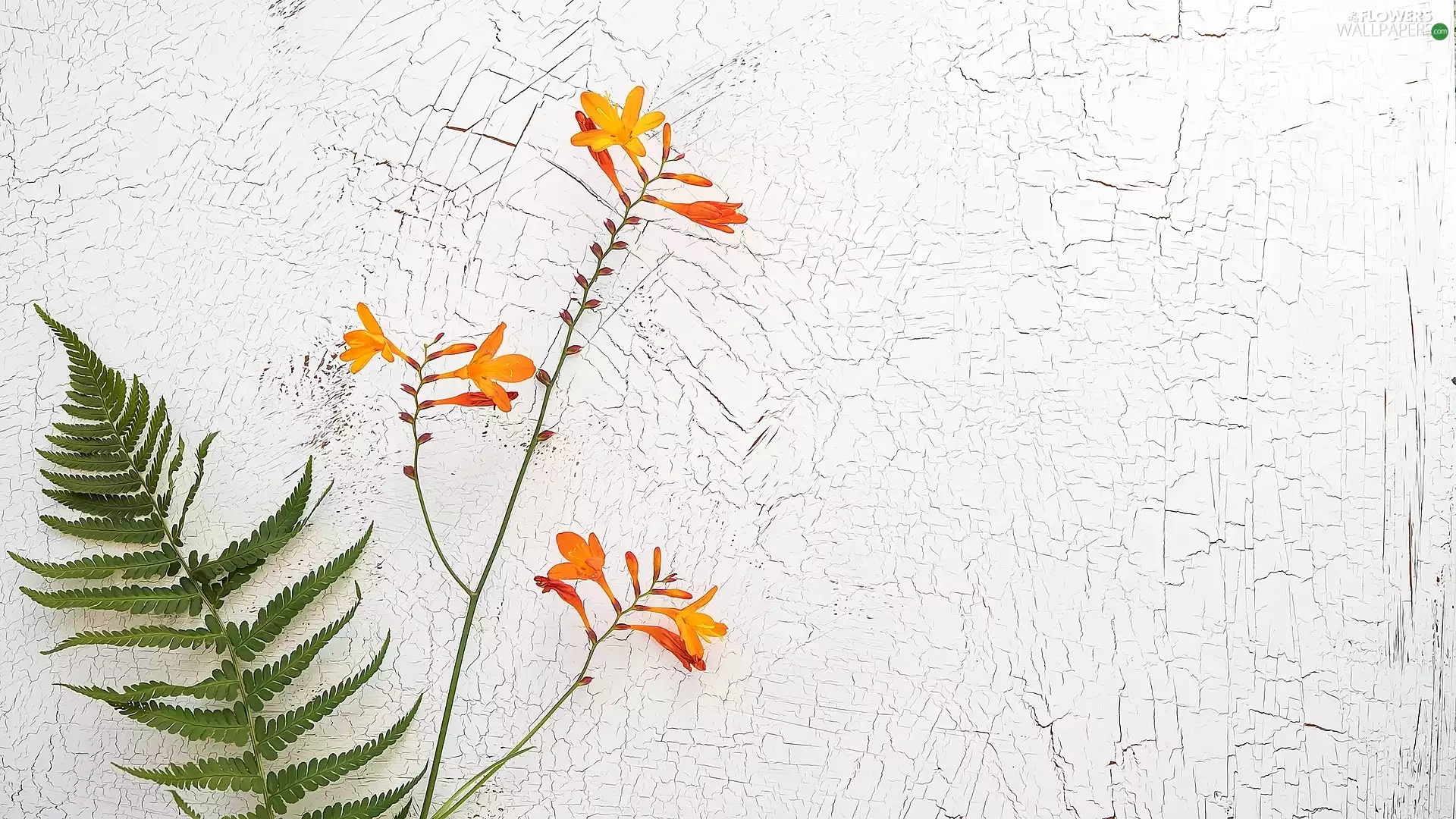 Colourfull Flowers, leaf, fern, Crocosmia