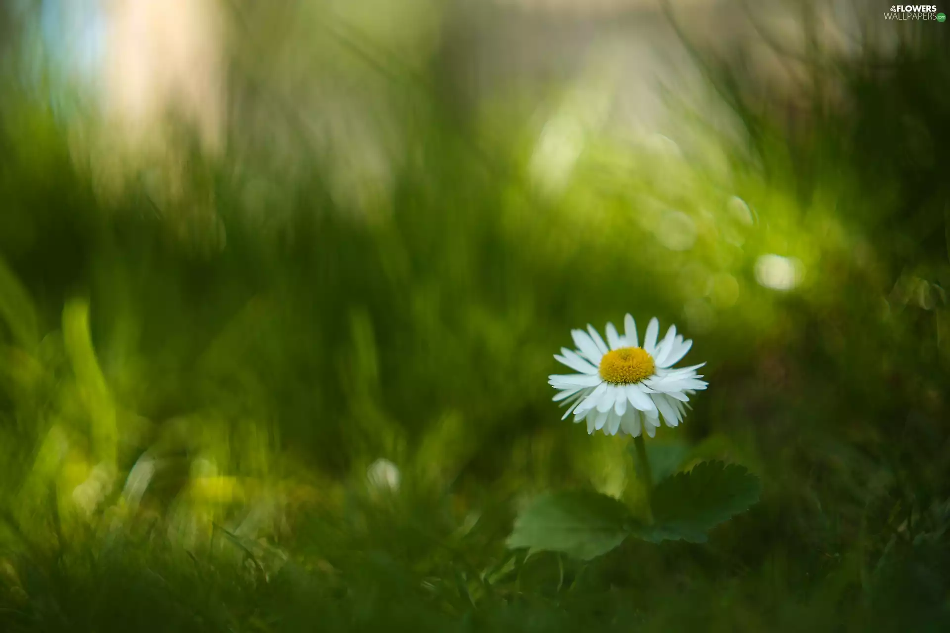 Colourfull Flowers, Leaf, blur, daisy