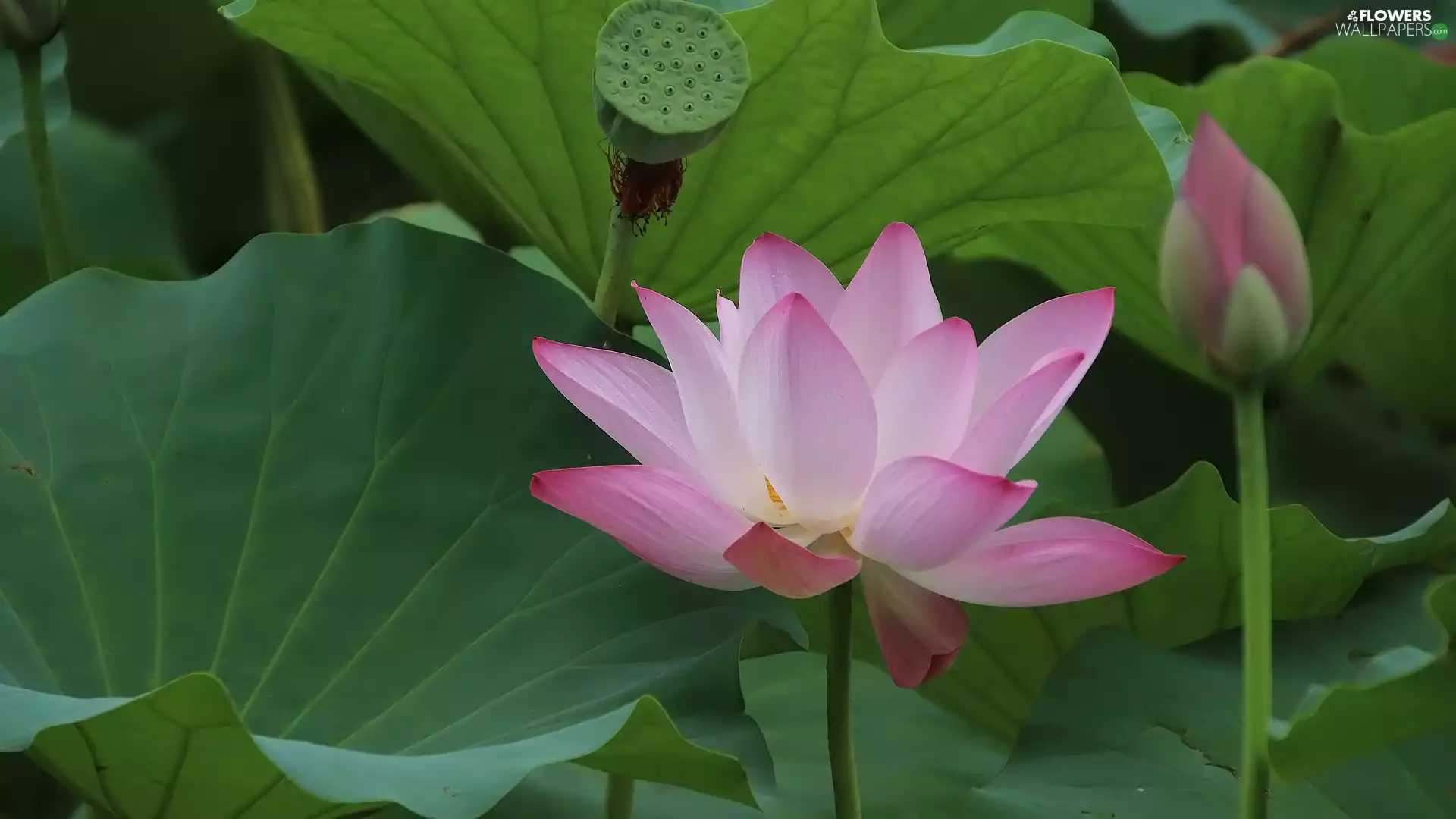 Colourfull Flowers, Leaf, bud, lotus