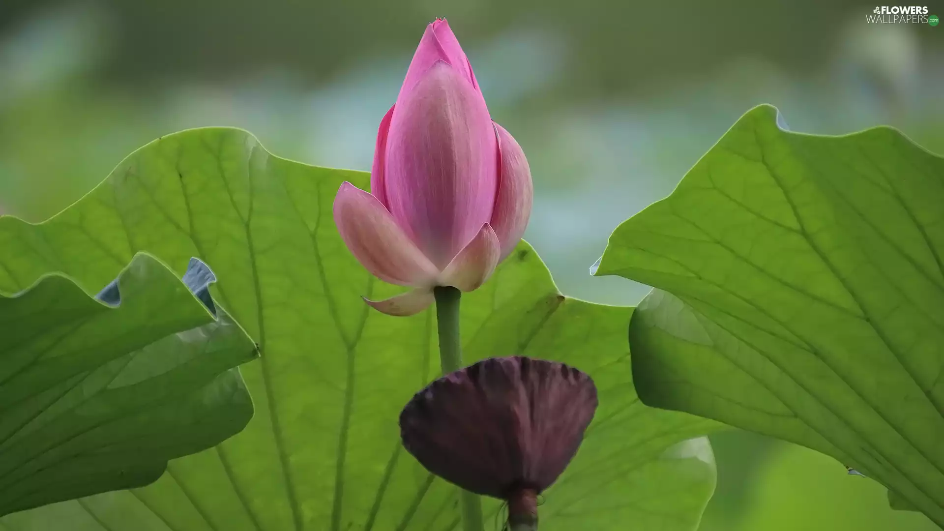 bud, Pink, Leaf, green ones, lotus, Colourfull Flowers