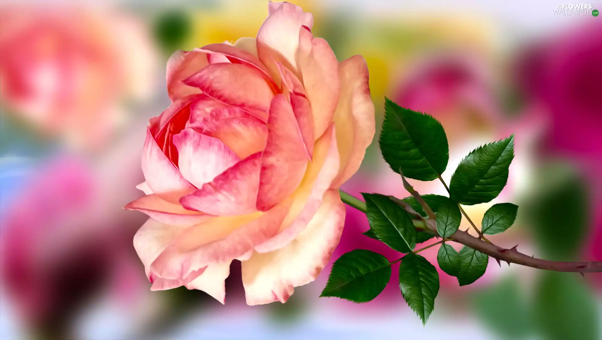 Colourfull Flowers, Leaf, graphics, rose