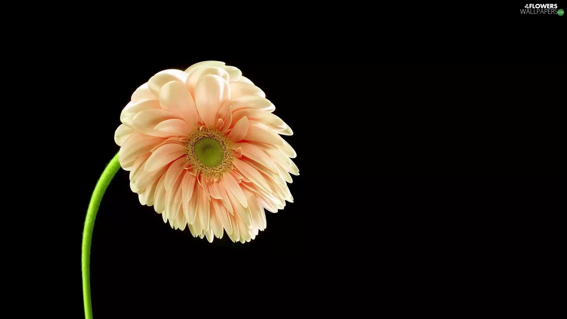 dark, background, Colourfull Flowers, Gerbera, leaning
