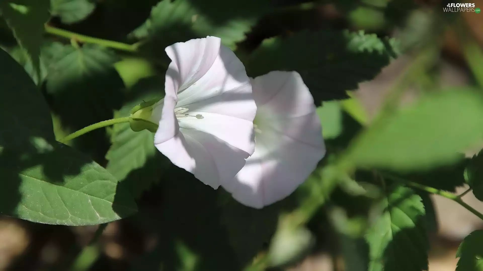 leaves, Field Bindweed, Flowers