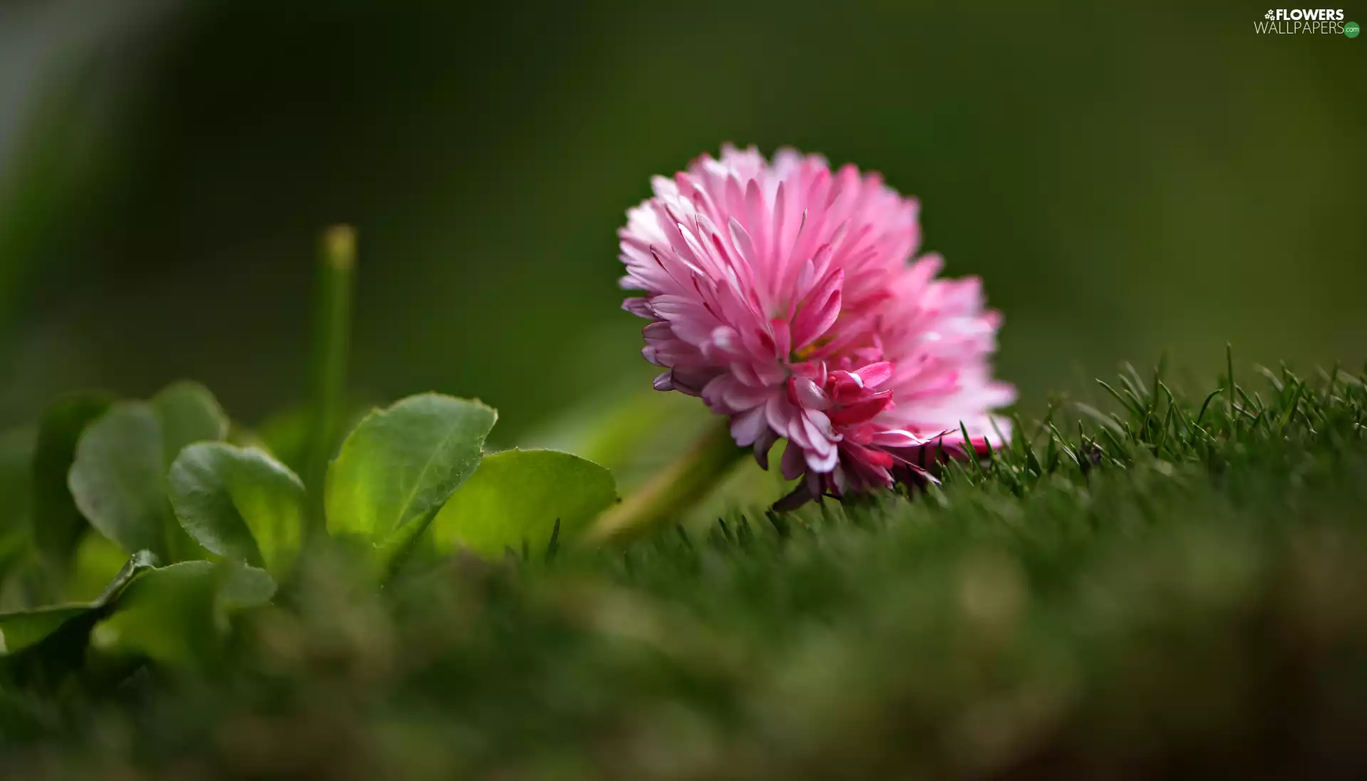Colourfull Flowers, leaves, grass, Daisy