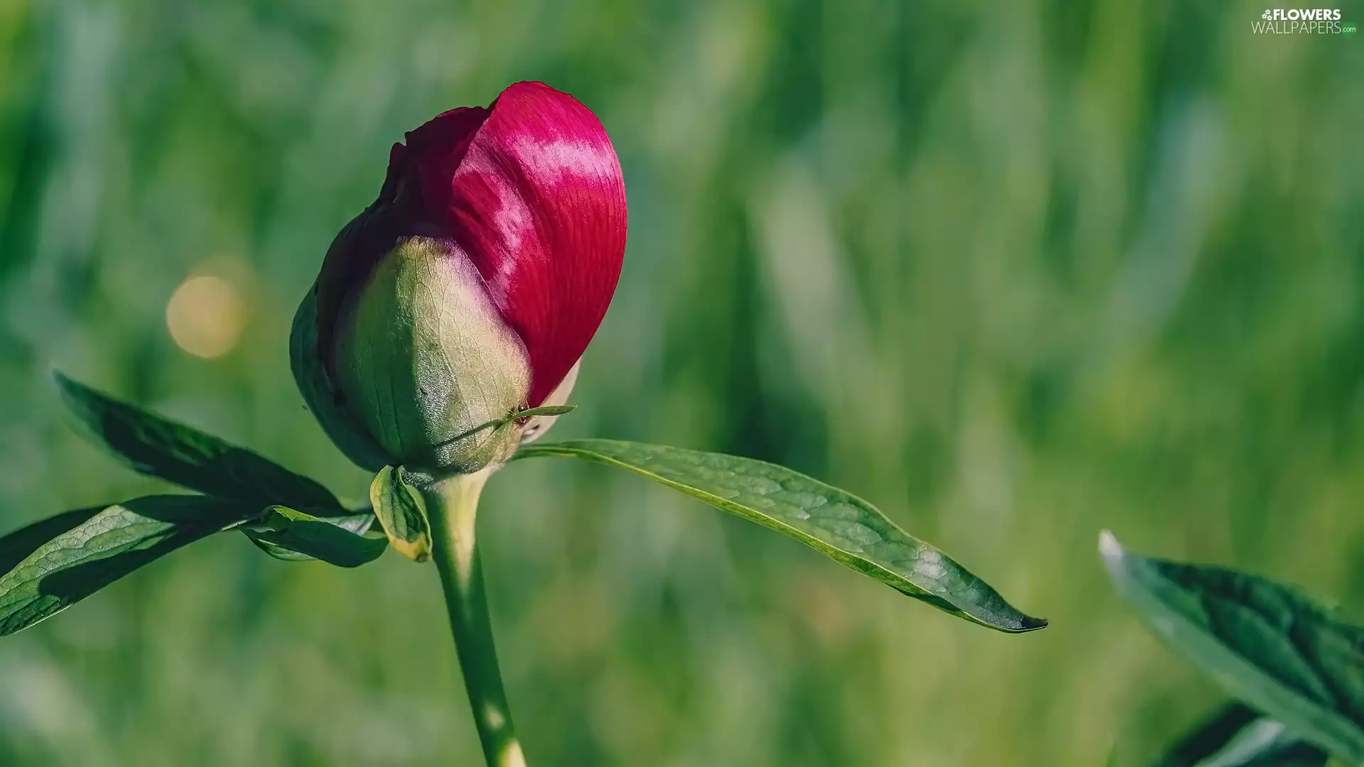 Colourfull Flowers, leaves, bud, peony
