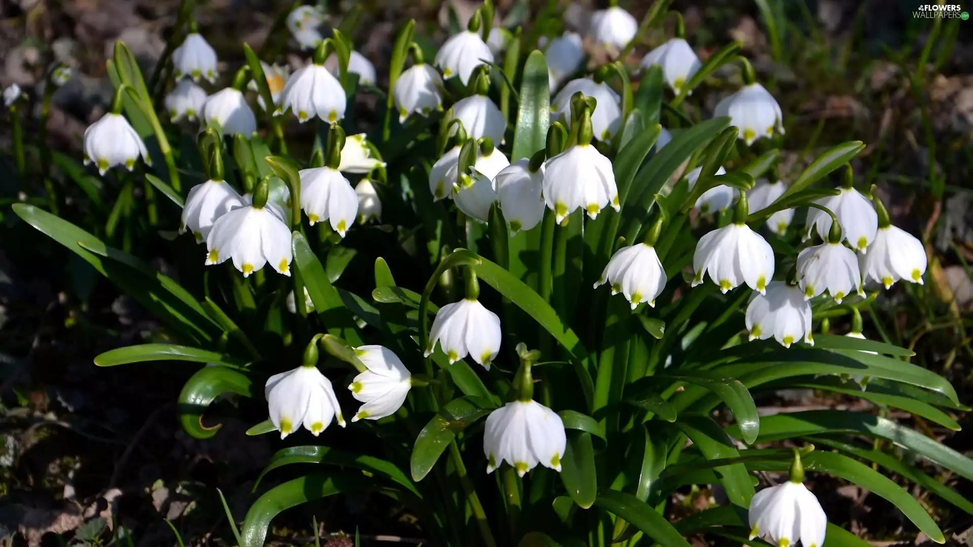 Flowers, Leucojum