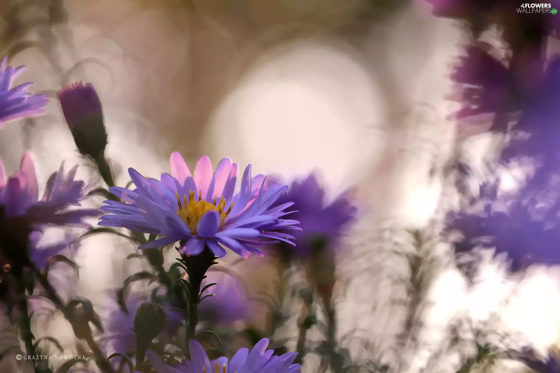 Flowers, Astra, lilac