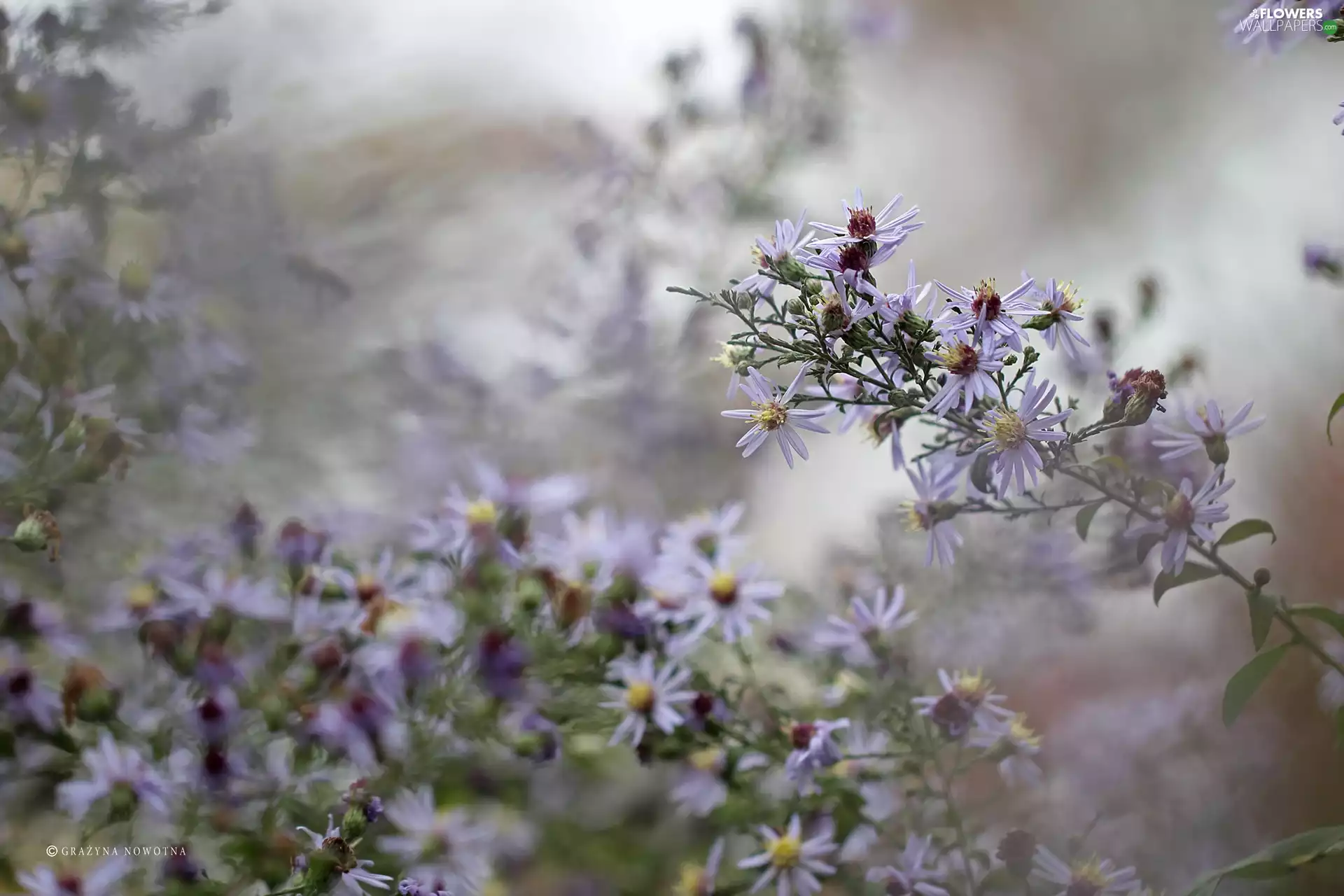 Flowers, Astra, lilac