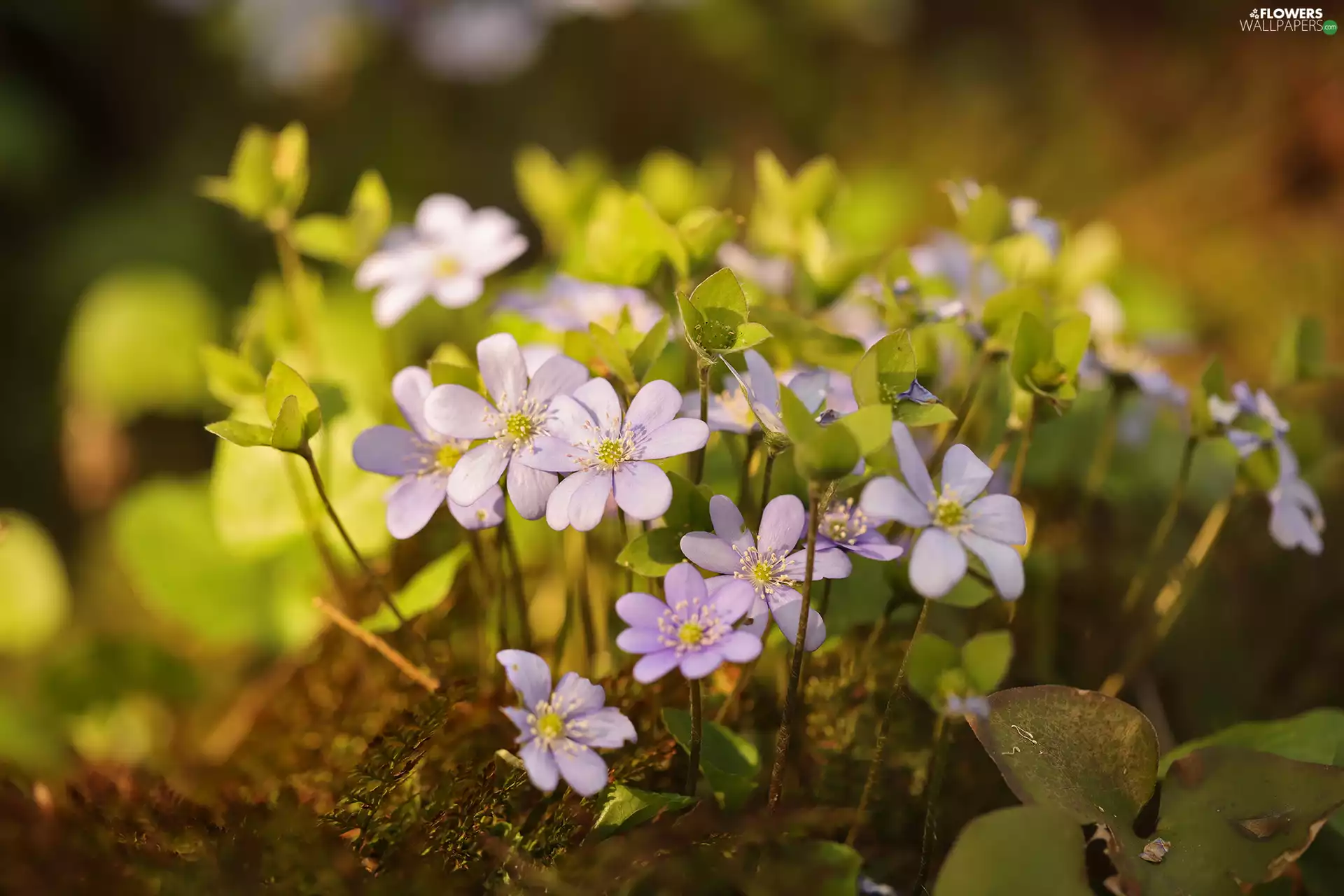 lilac, Liverworts, cluster, Flowers