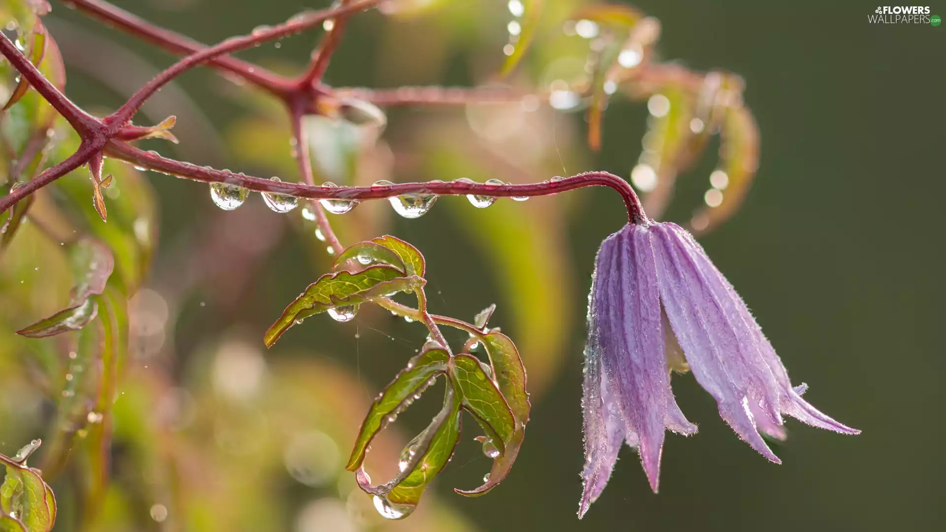 Leaf, drops, Colourfull Flowers, bell, lilac