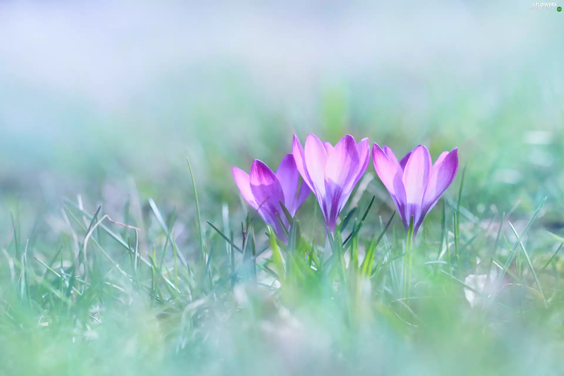 Flowers, crocuses, lilac