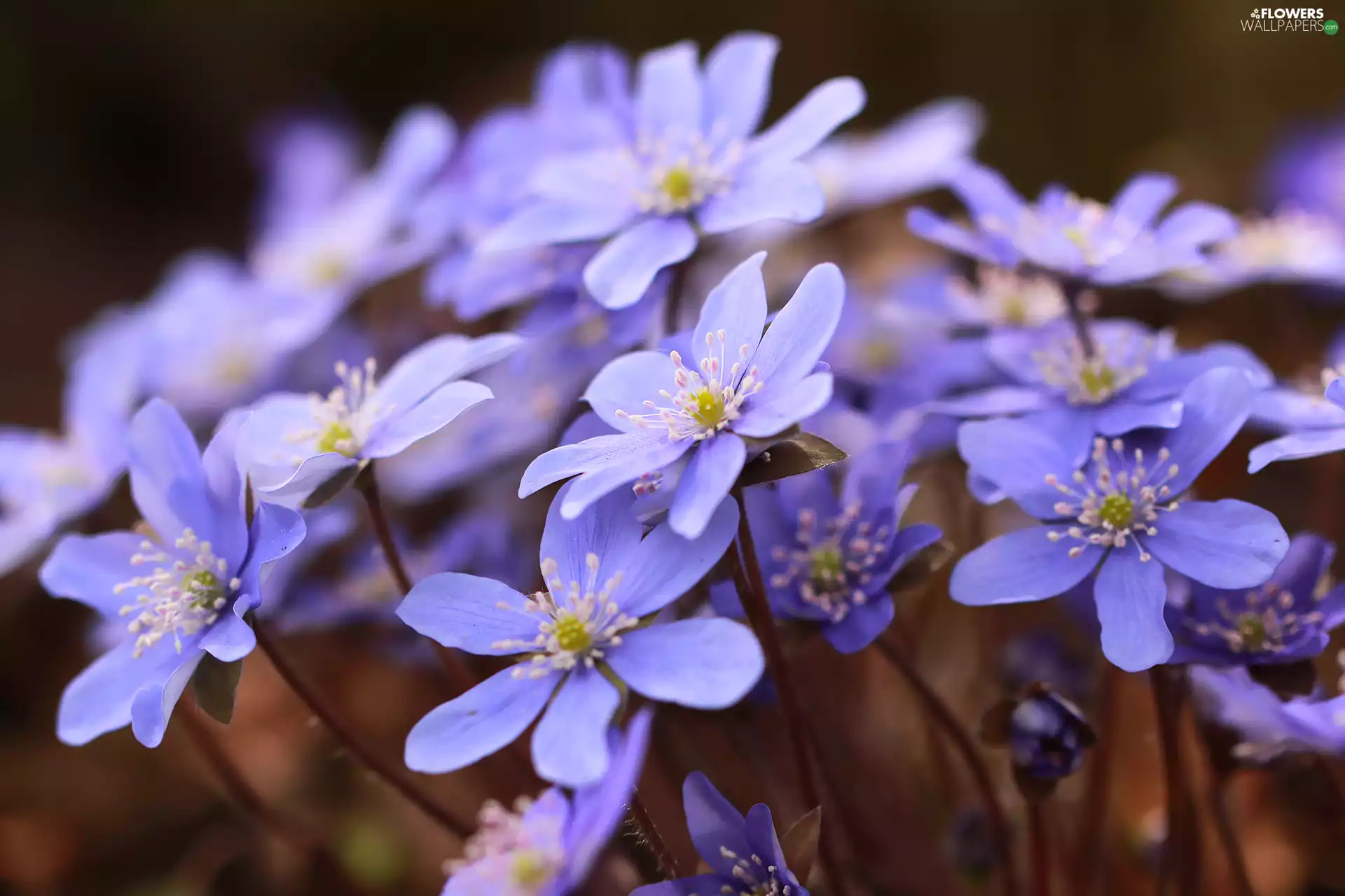 Flowers, Liverworts, lilac