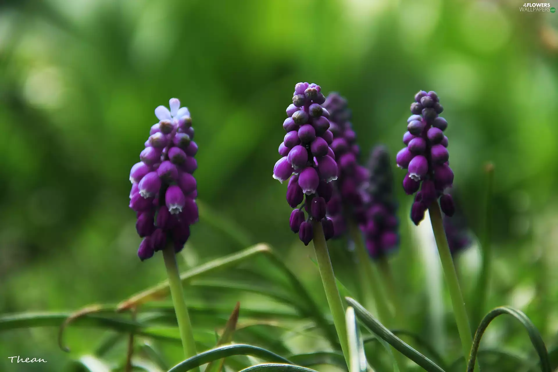 Flowers, Muscari, lilac