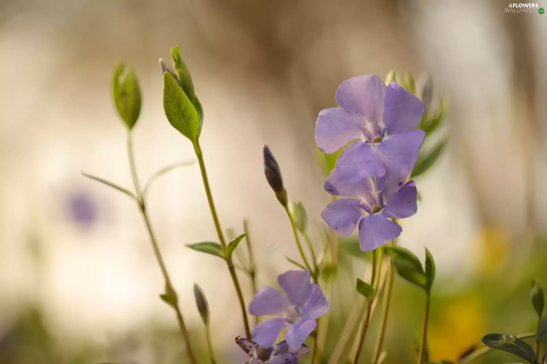 Flowers, myrtle, lilac