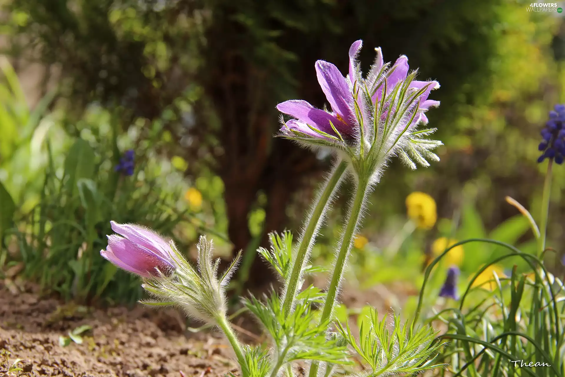 Flowers, pasque, lilac