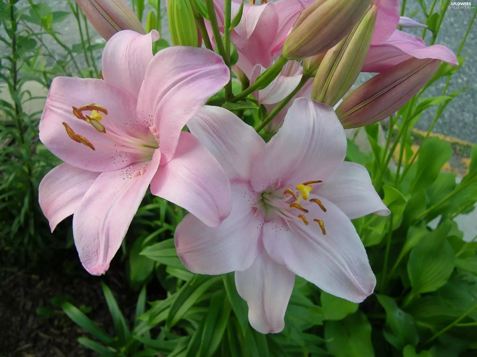 Flowers, lilies