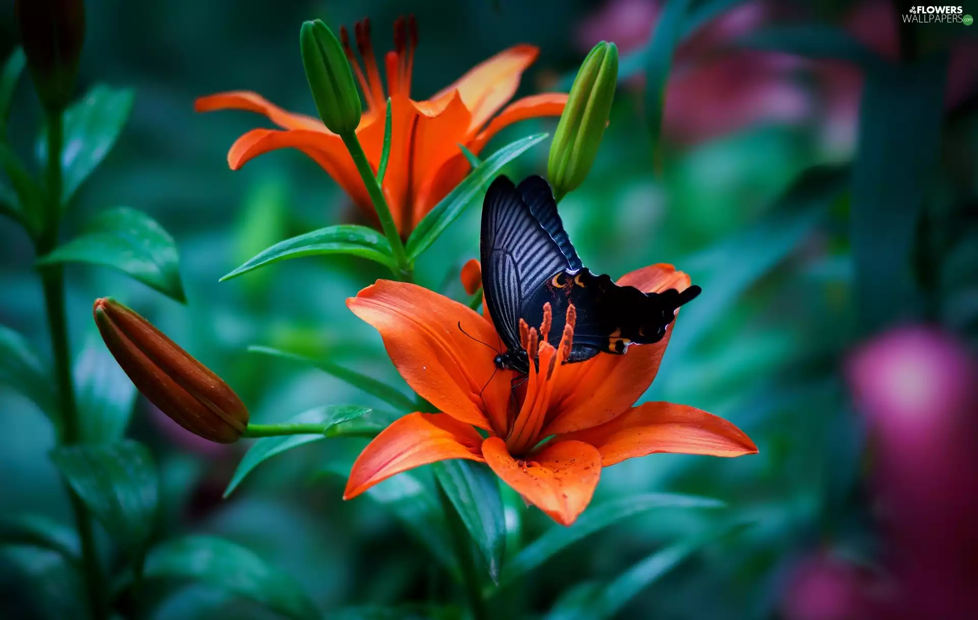 butterfly, Okinawa Peacock, Flowers, Black, lilies