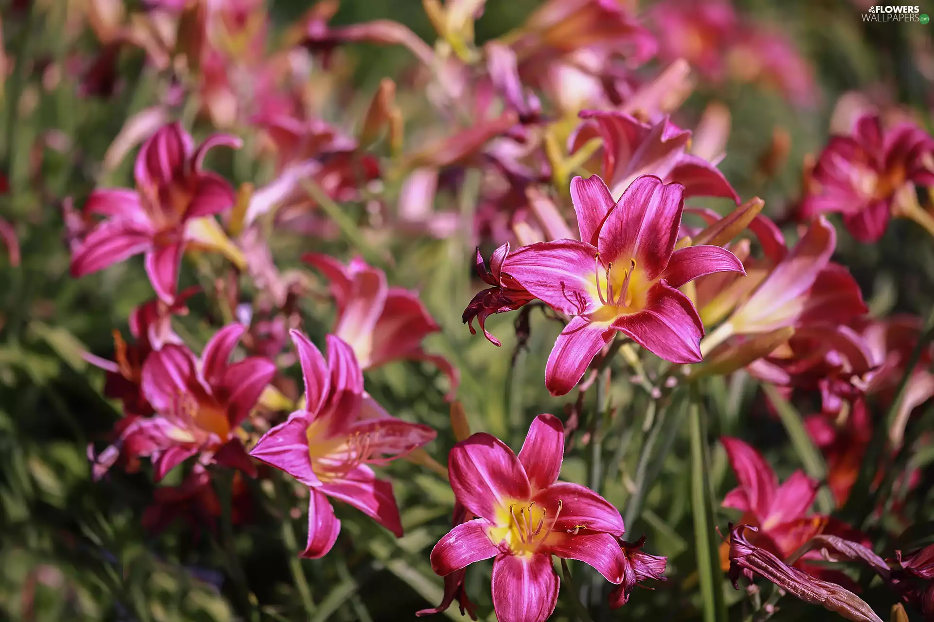 Flowers, Pink, lilies