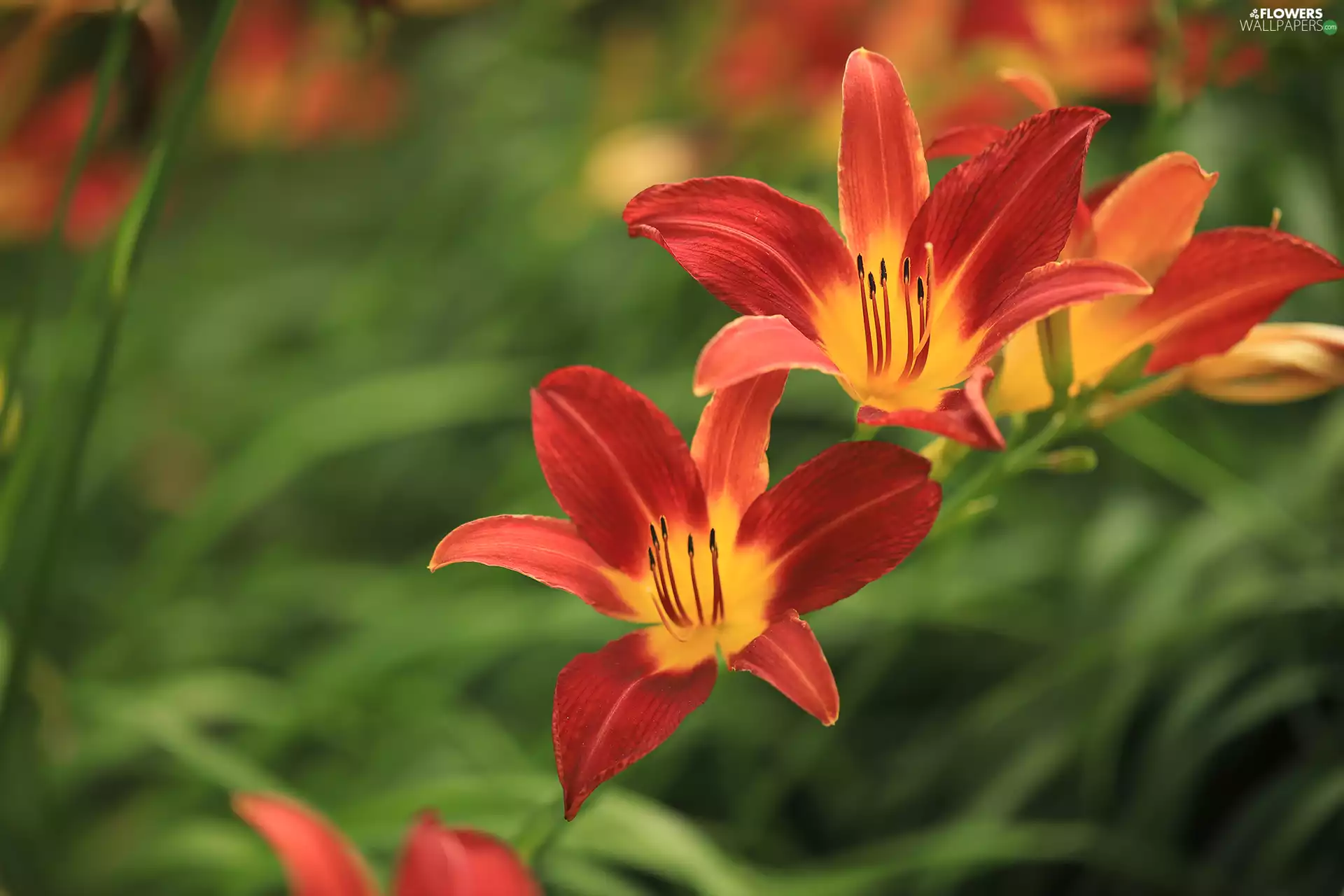Flowers, Red, lilies