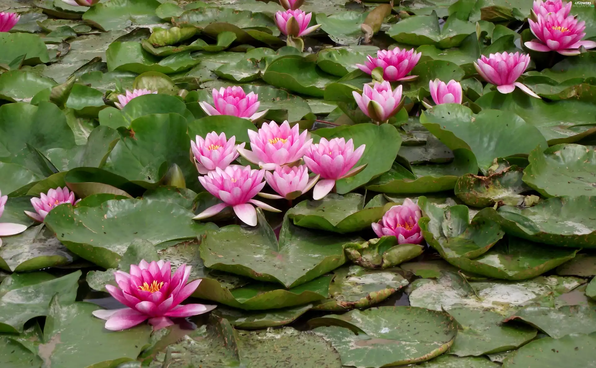 Flowers, Water lilies