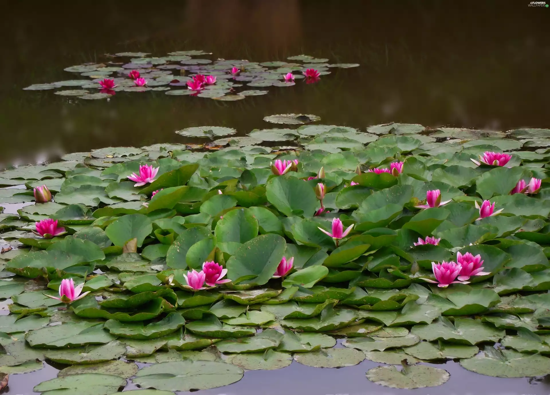 Flowers, Water lilies