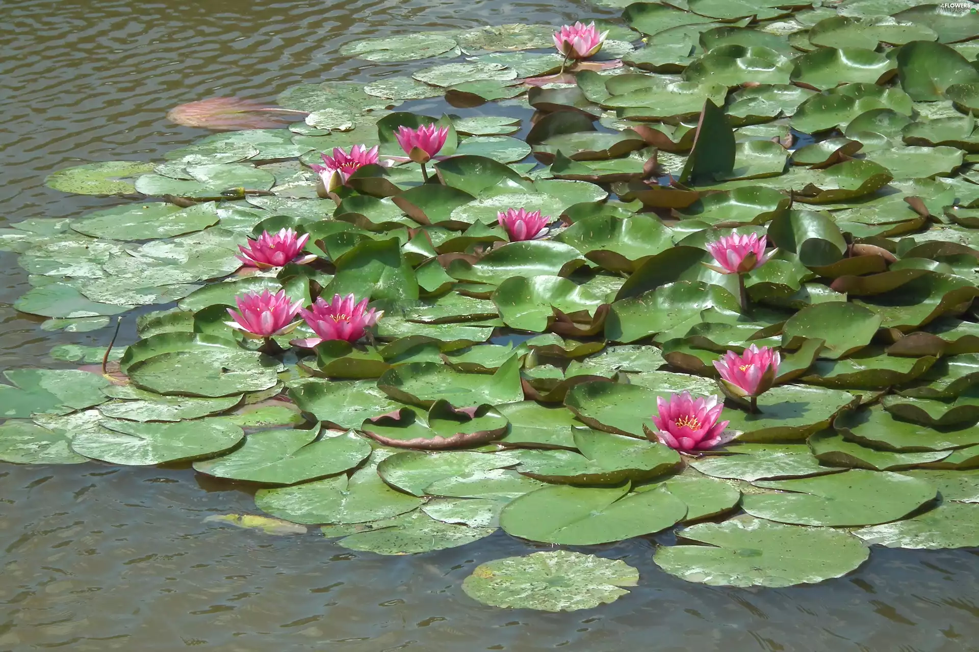 Flowers, Water lilies