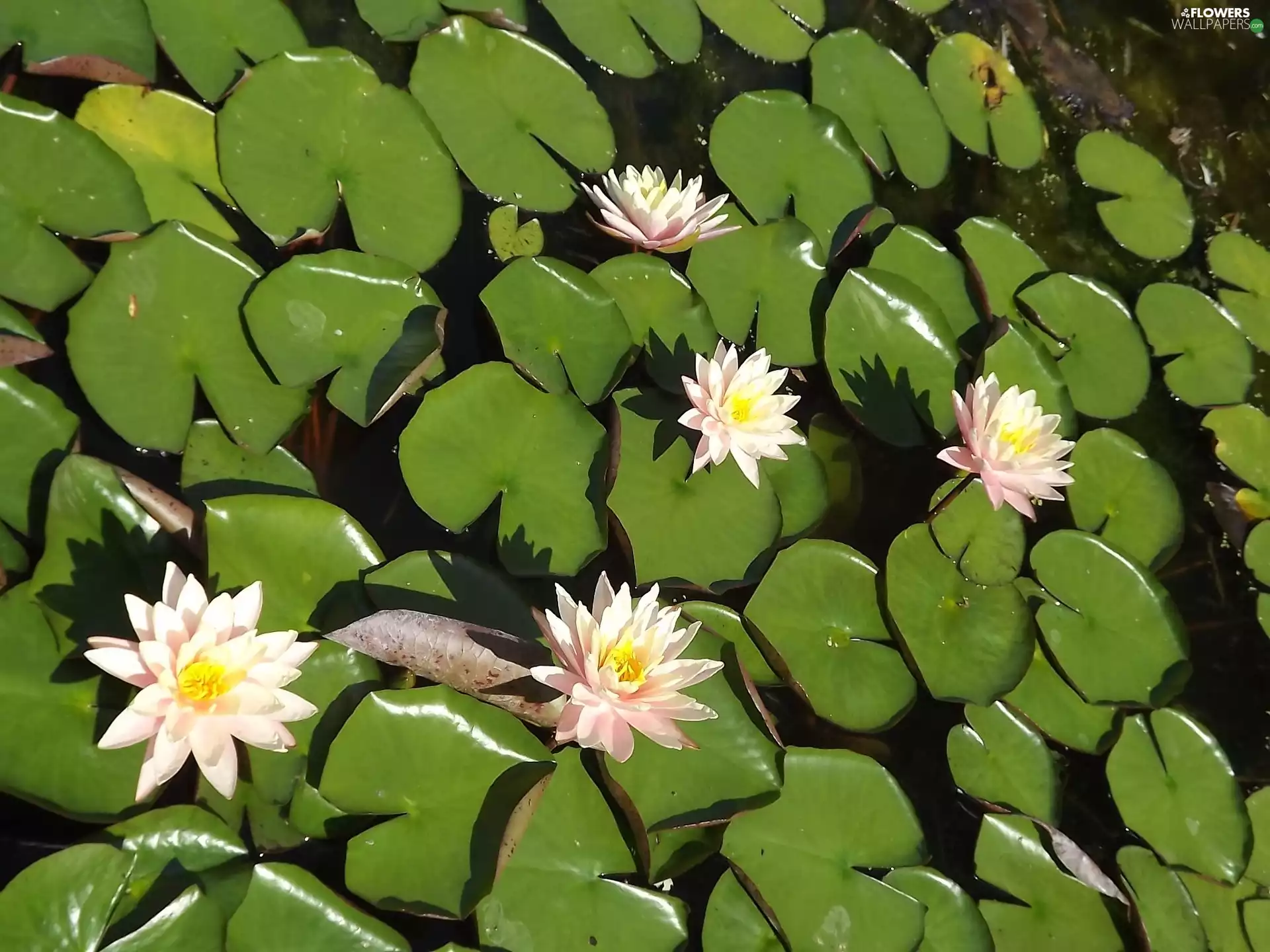Flowers, Water lilies