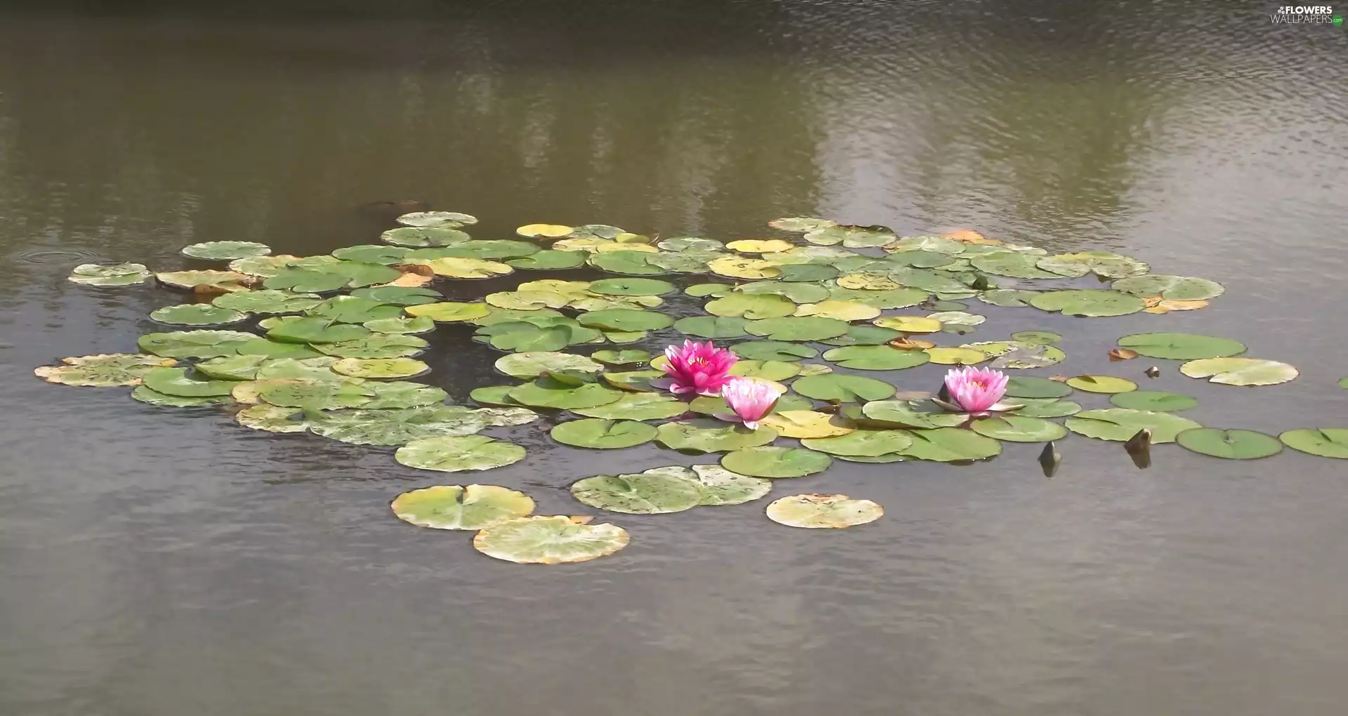 Flowers, Water lilies