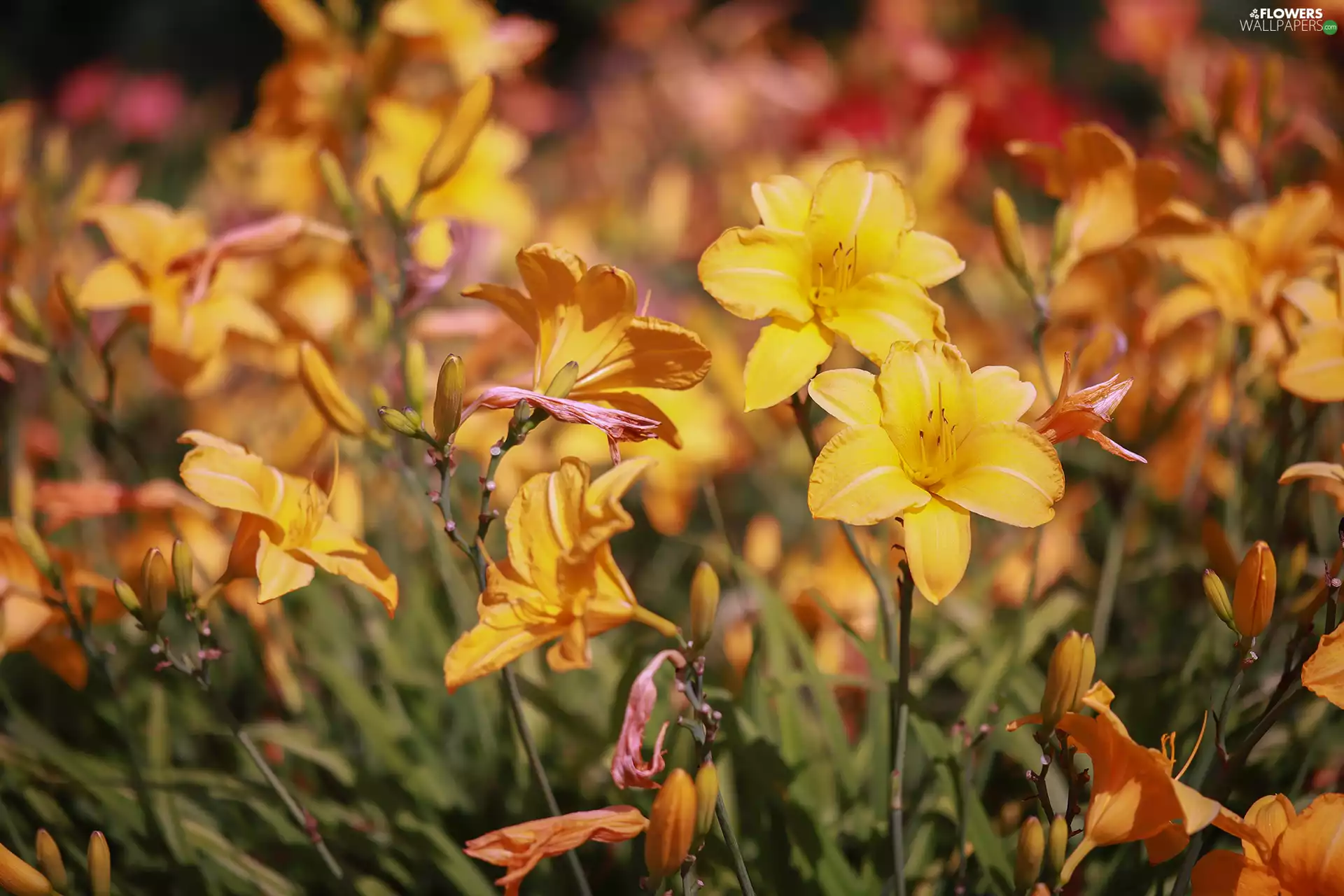 Flowers, Yellow, lilies