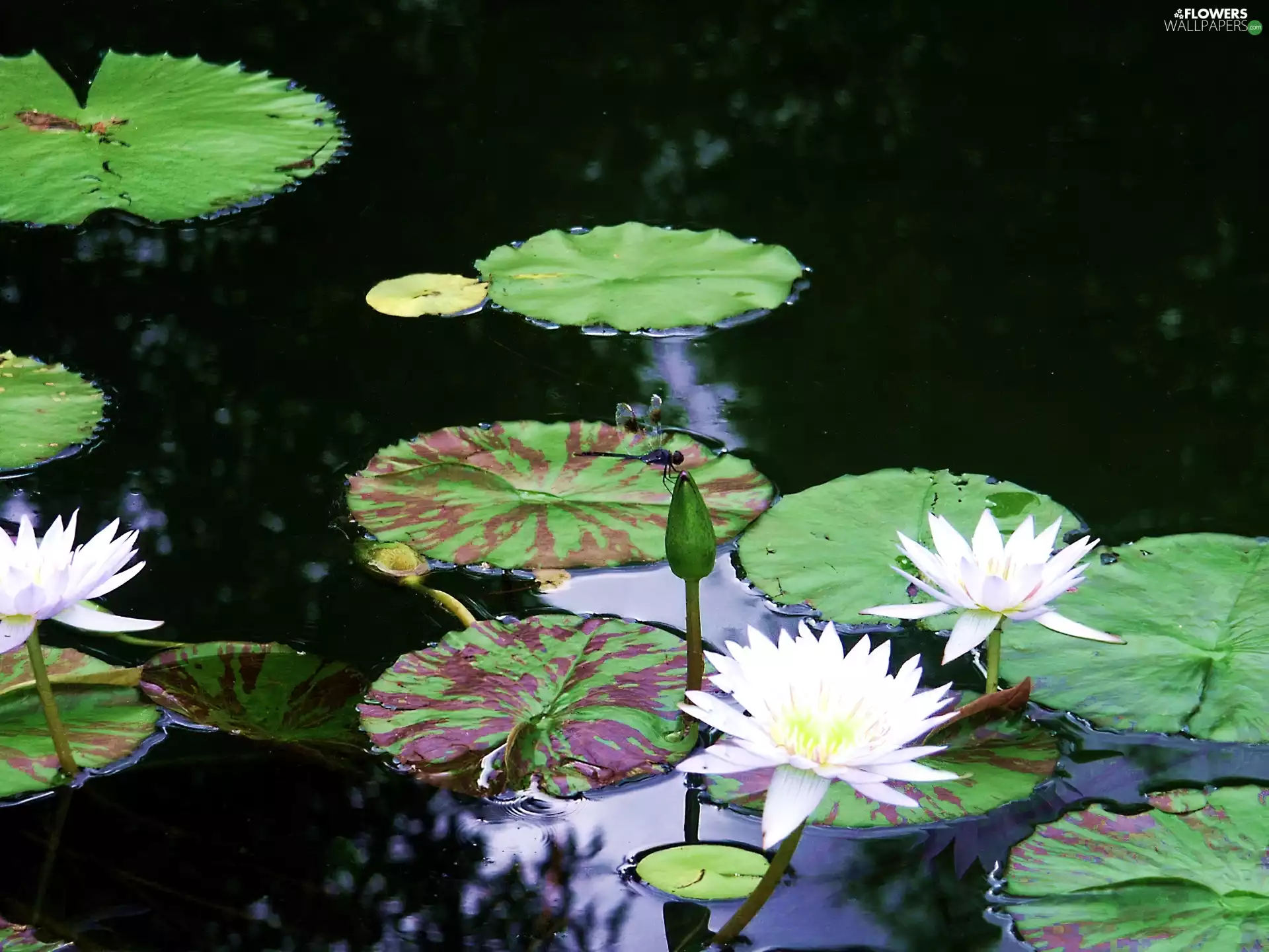 Lily, Pond - car, Flowers, water