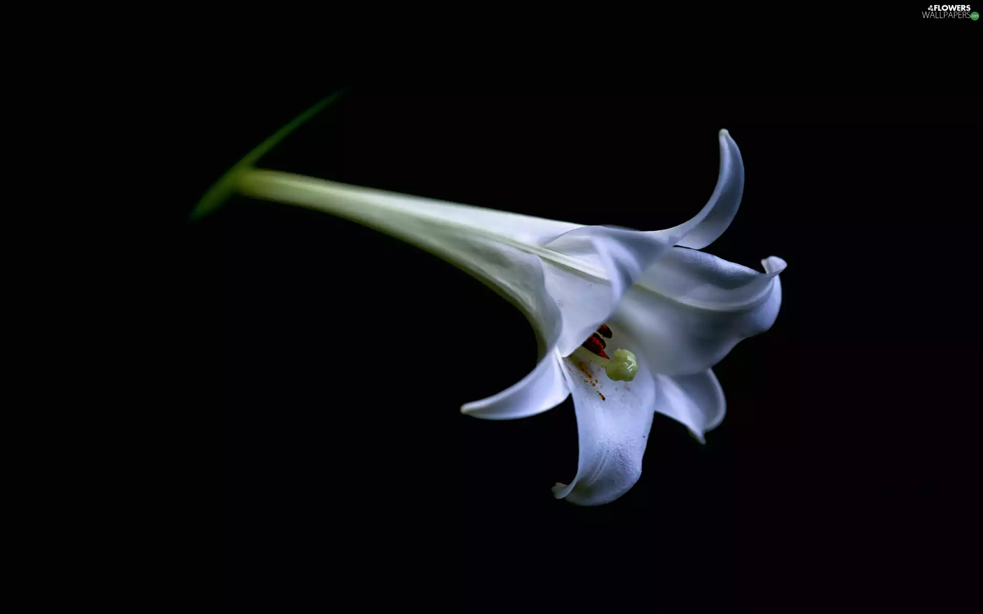 Black Background, Colourfull Flowers, White Lily