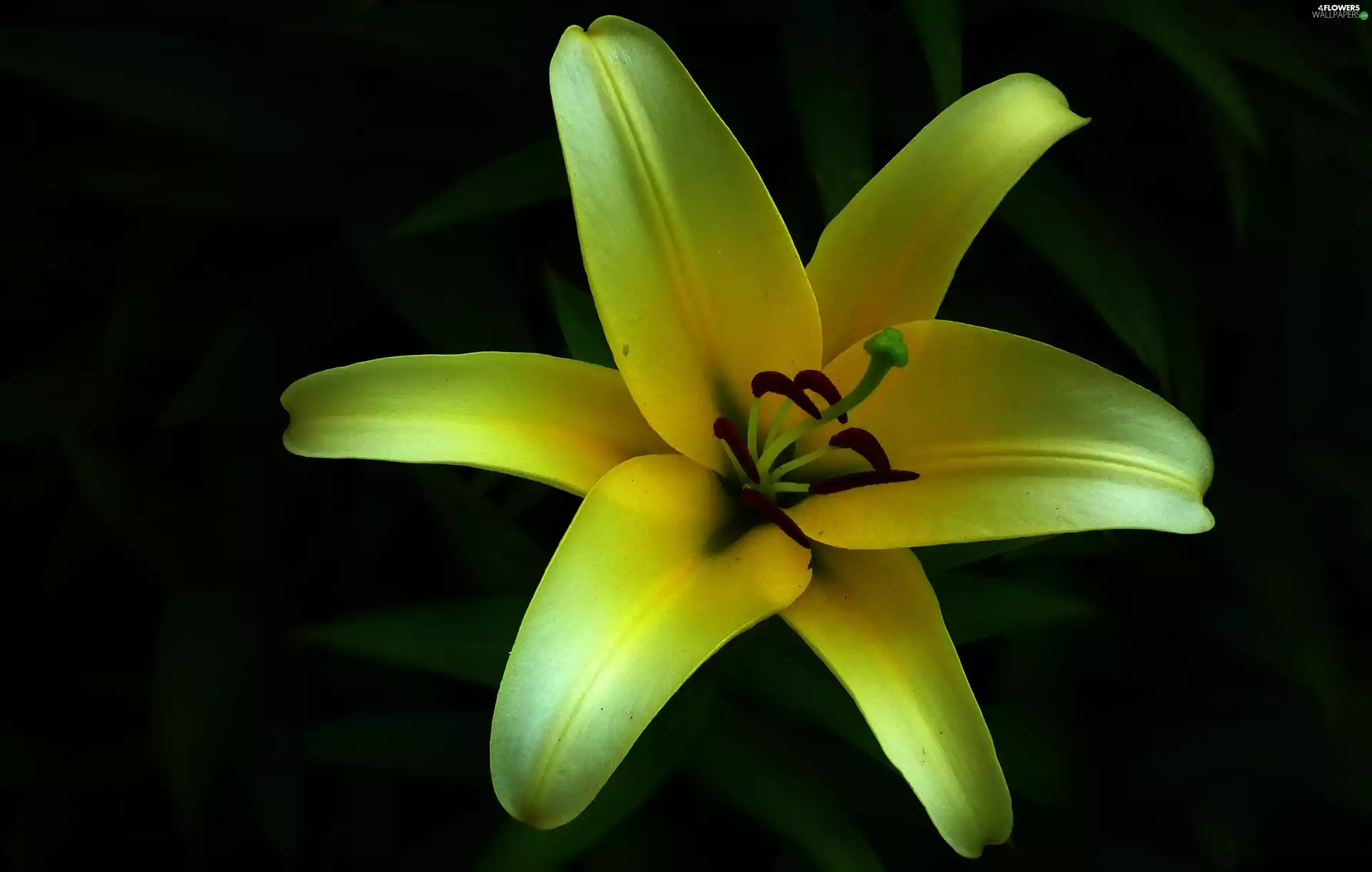 Lily, nature, Colourfull Flowers