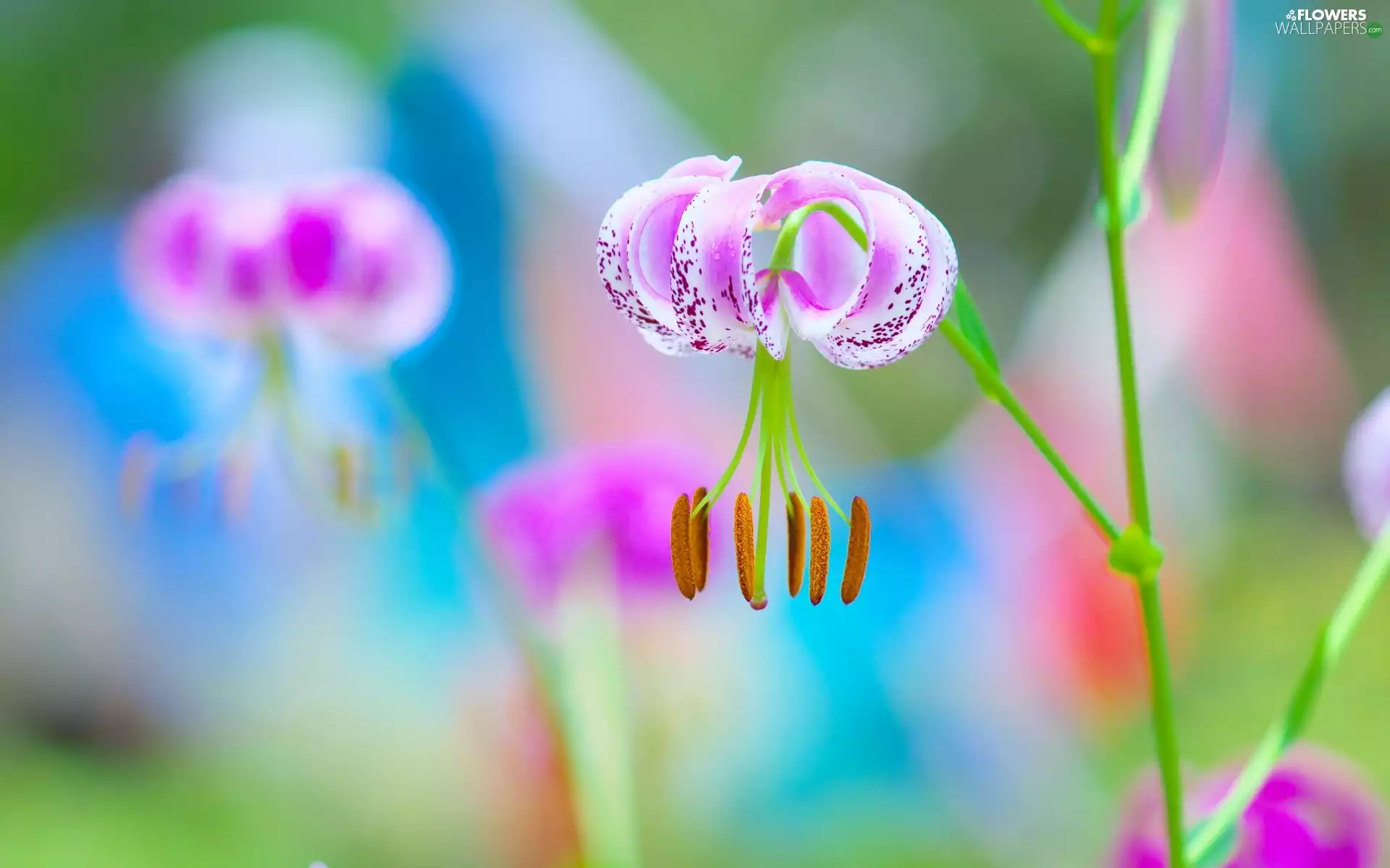 Lily, Pink, Colourfull Flowers