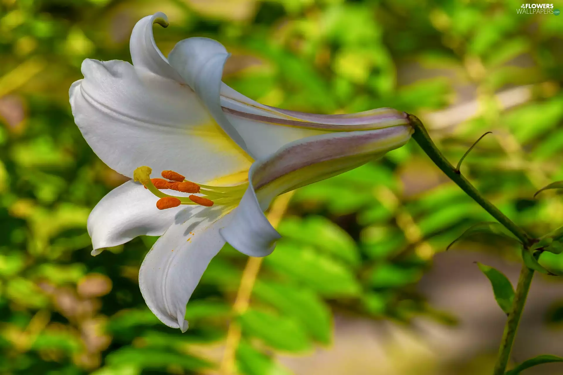 Lily, White, Colourfull Flowers