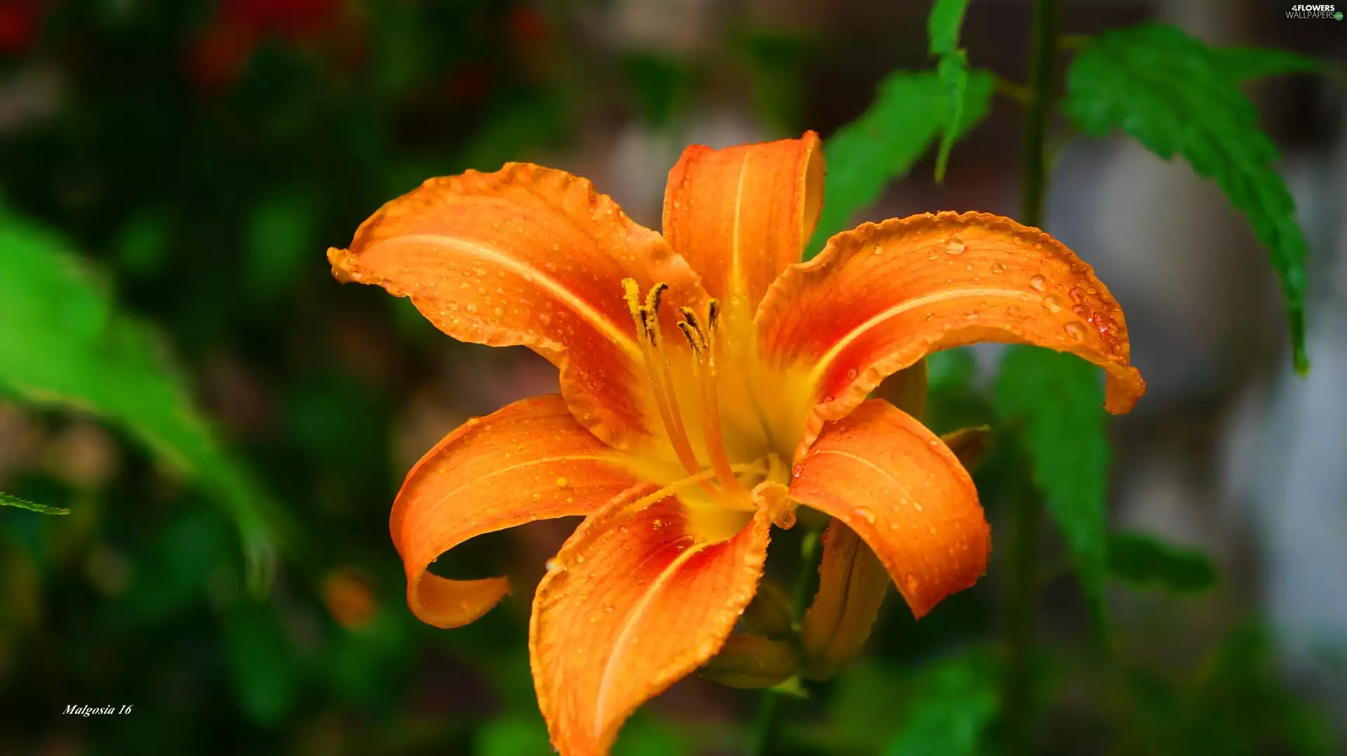 Colourfull Flowers, lily, flakes, Orange