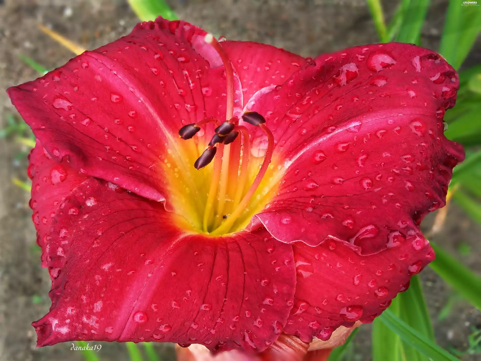 Colourfull Flowers, lily, drops, Red