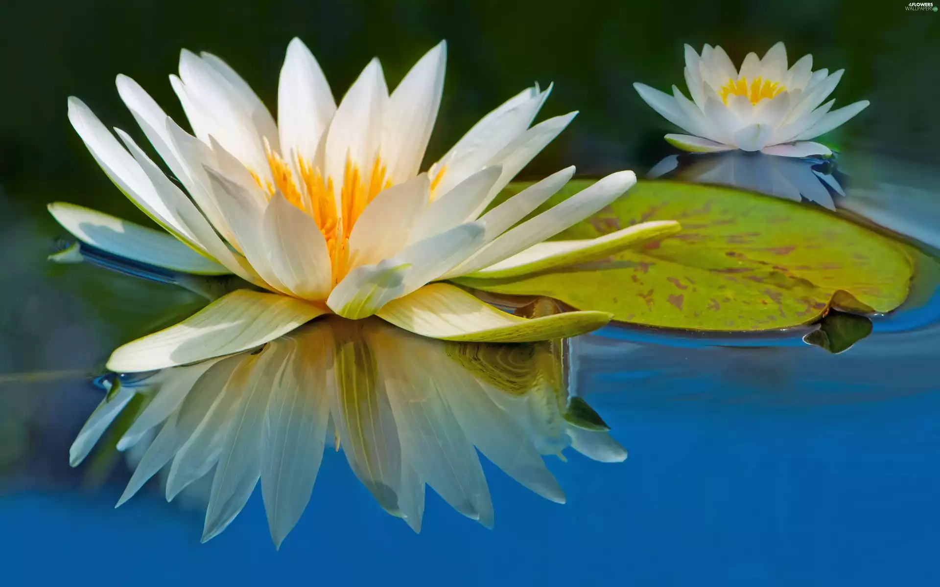 Flowers, water-lily