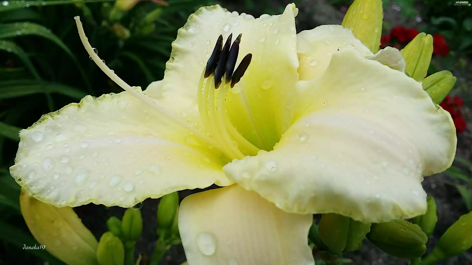 Colourfull Flowers, lily, drops, White