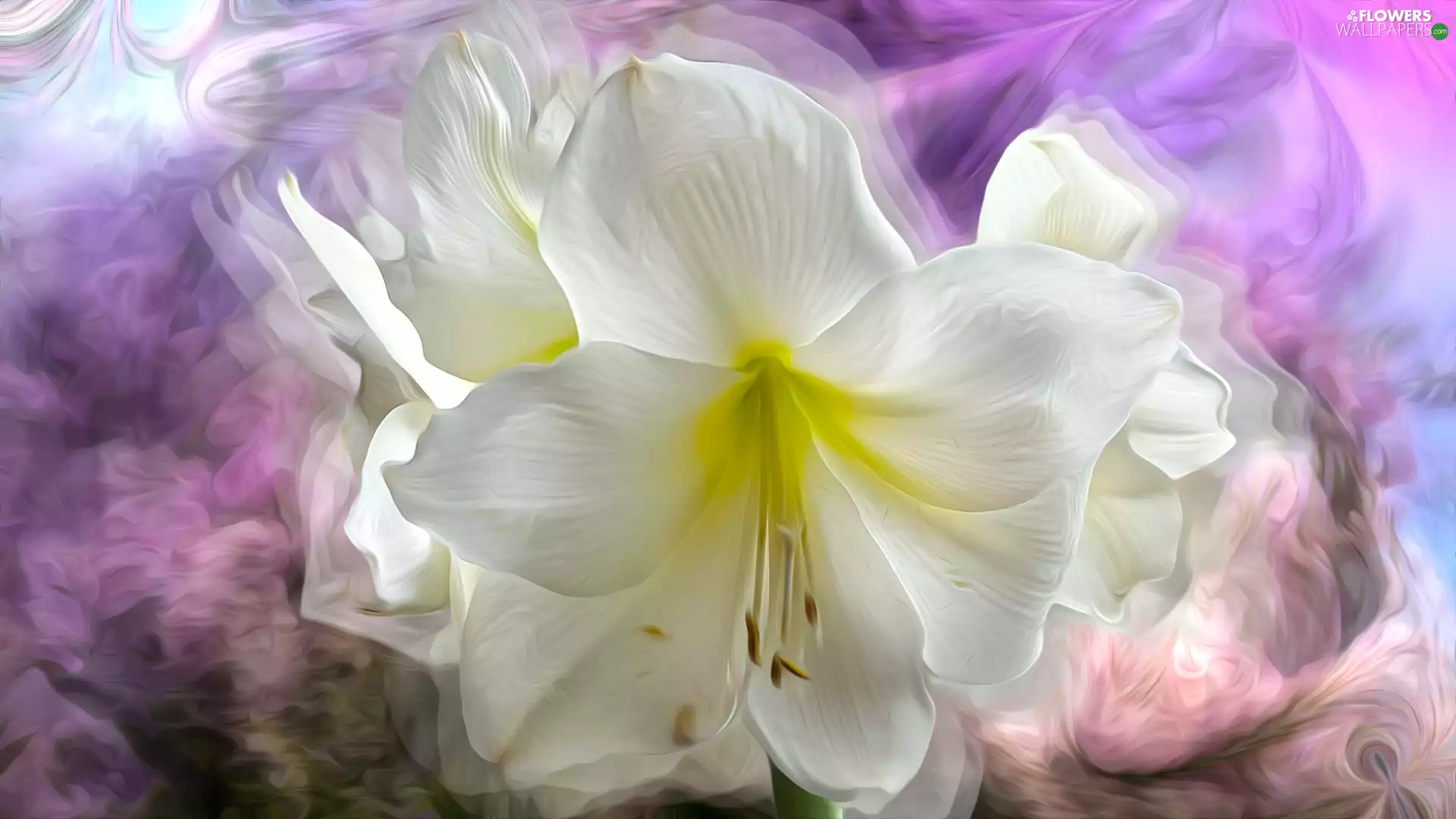 Colourfull Flowers, Lily, graphics, White