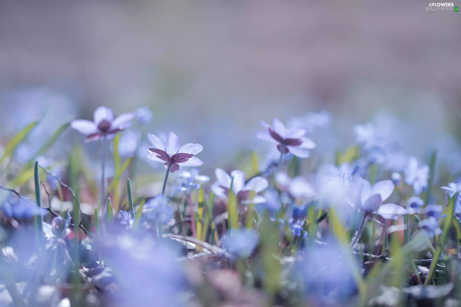 Flowers, Blue, Liverworts