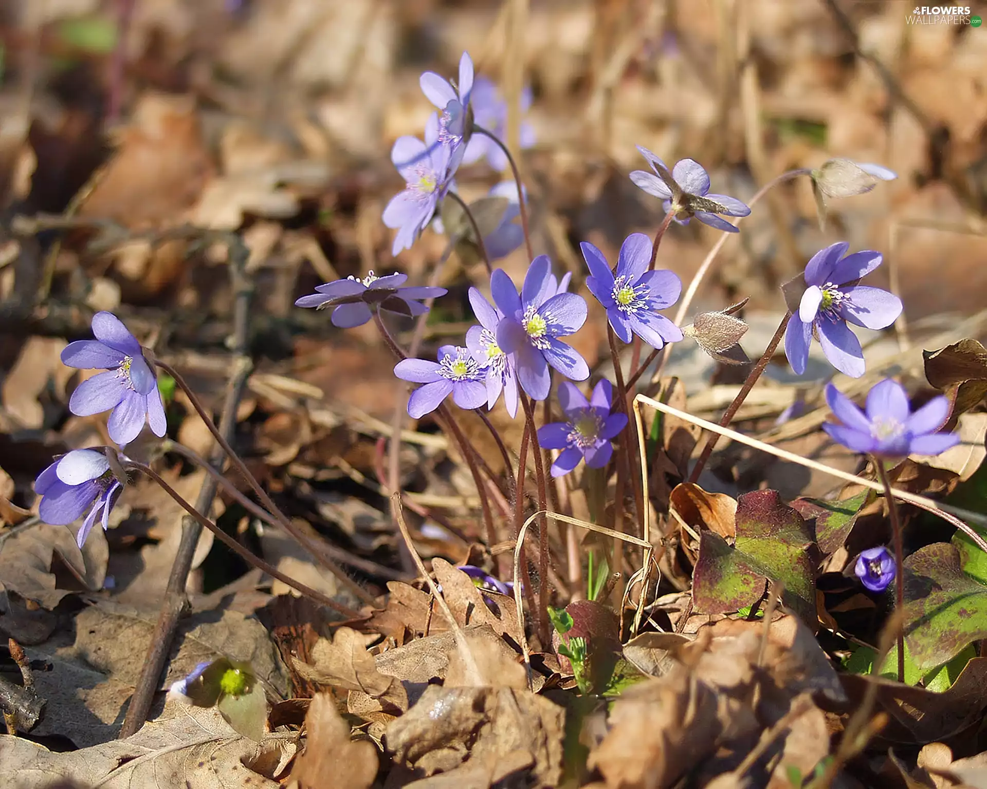 Blue, flowers, Liverworts, little doggies