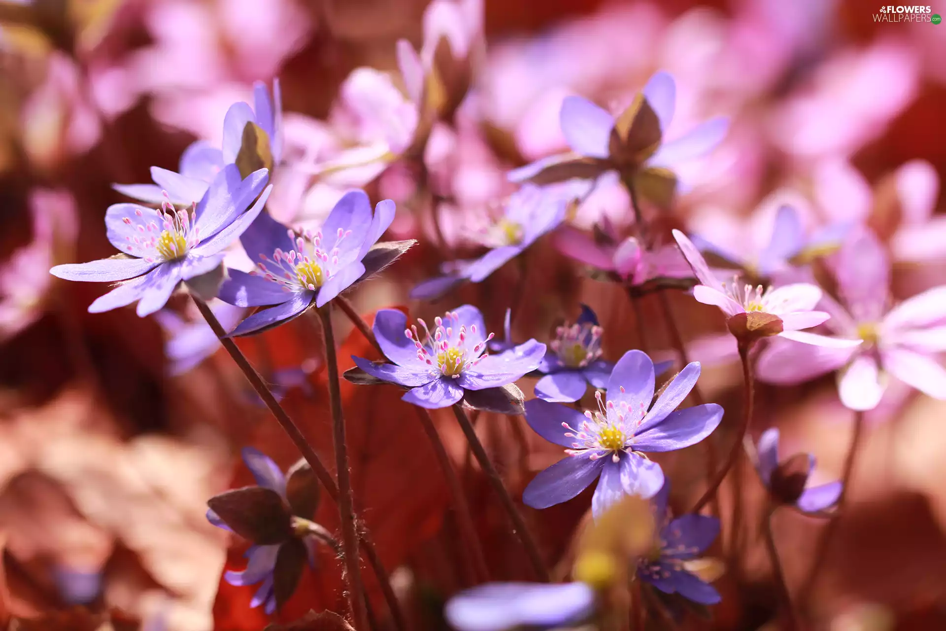 Flowers, lilac, Liverworts