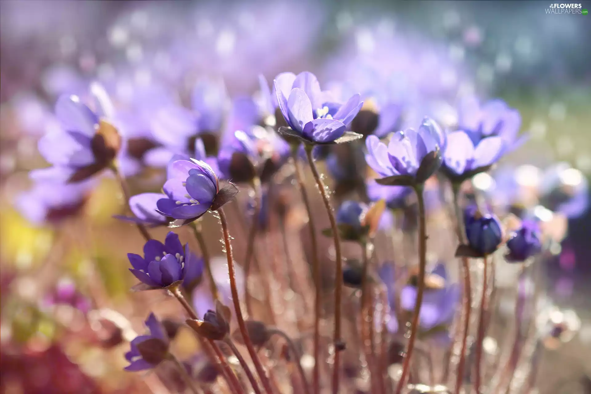Flowers, lilac, Liverworts
