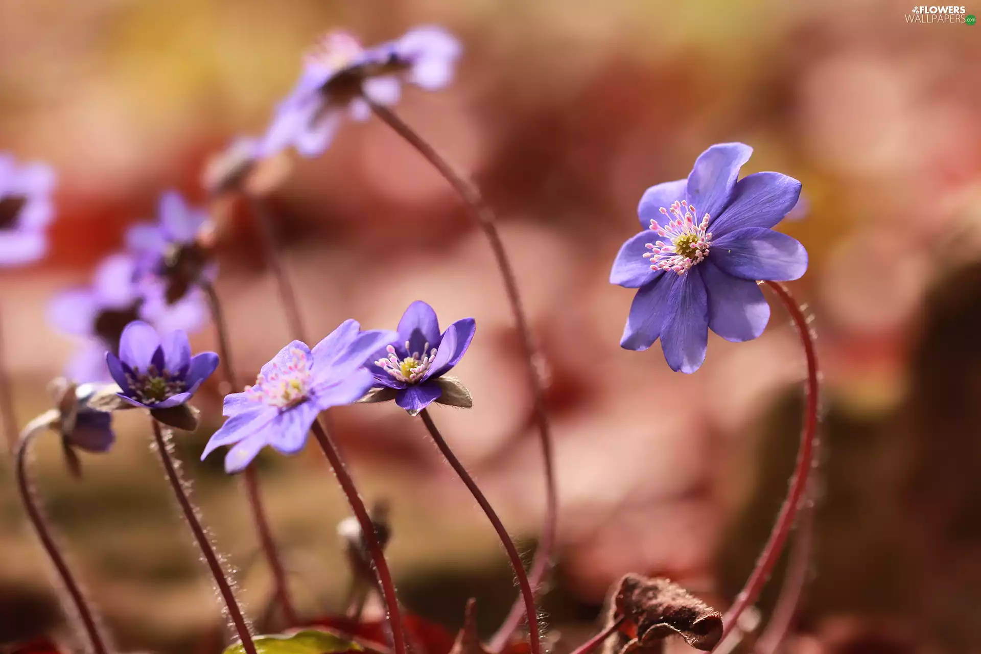 Flowers, lilac, Liverworts