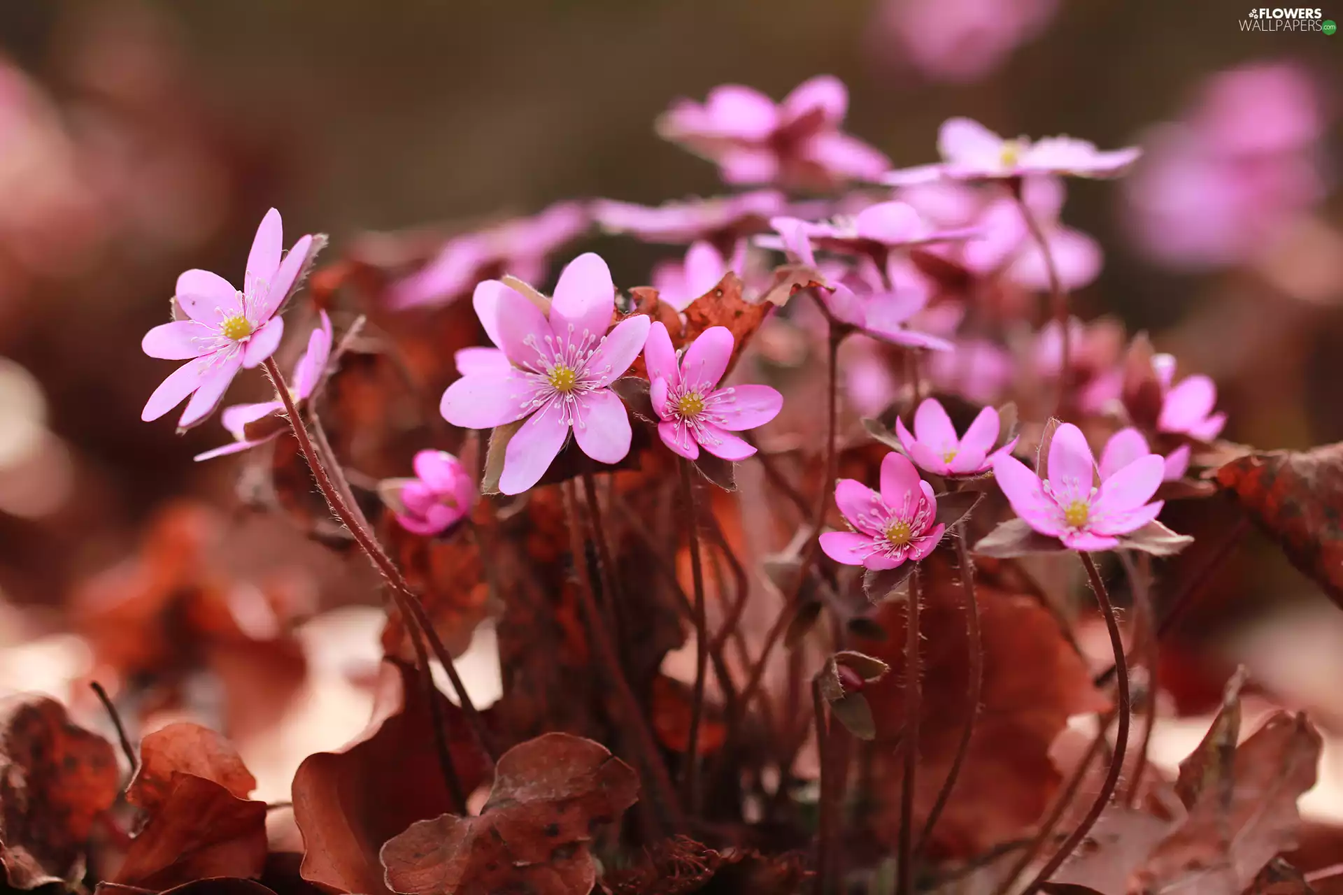Flowers, Pink, Liverworts